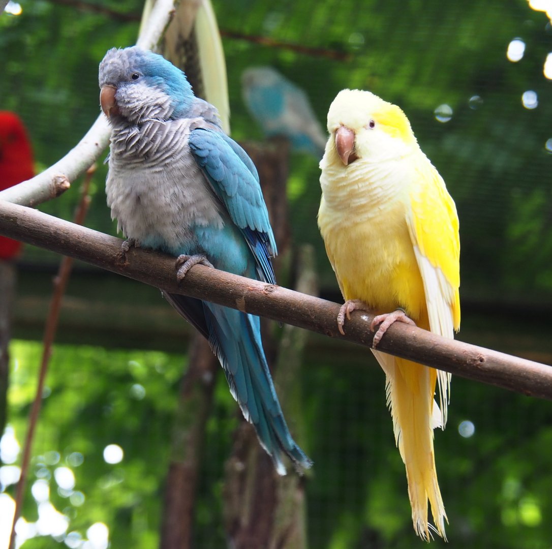 Blue and Lutino Quaker parrots (Myiopsitta monachus), 2019-05-25