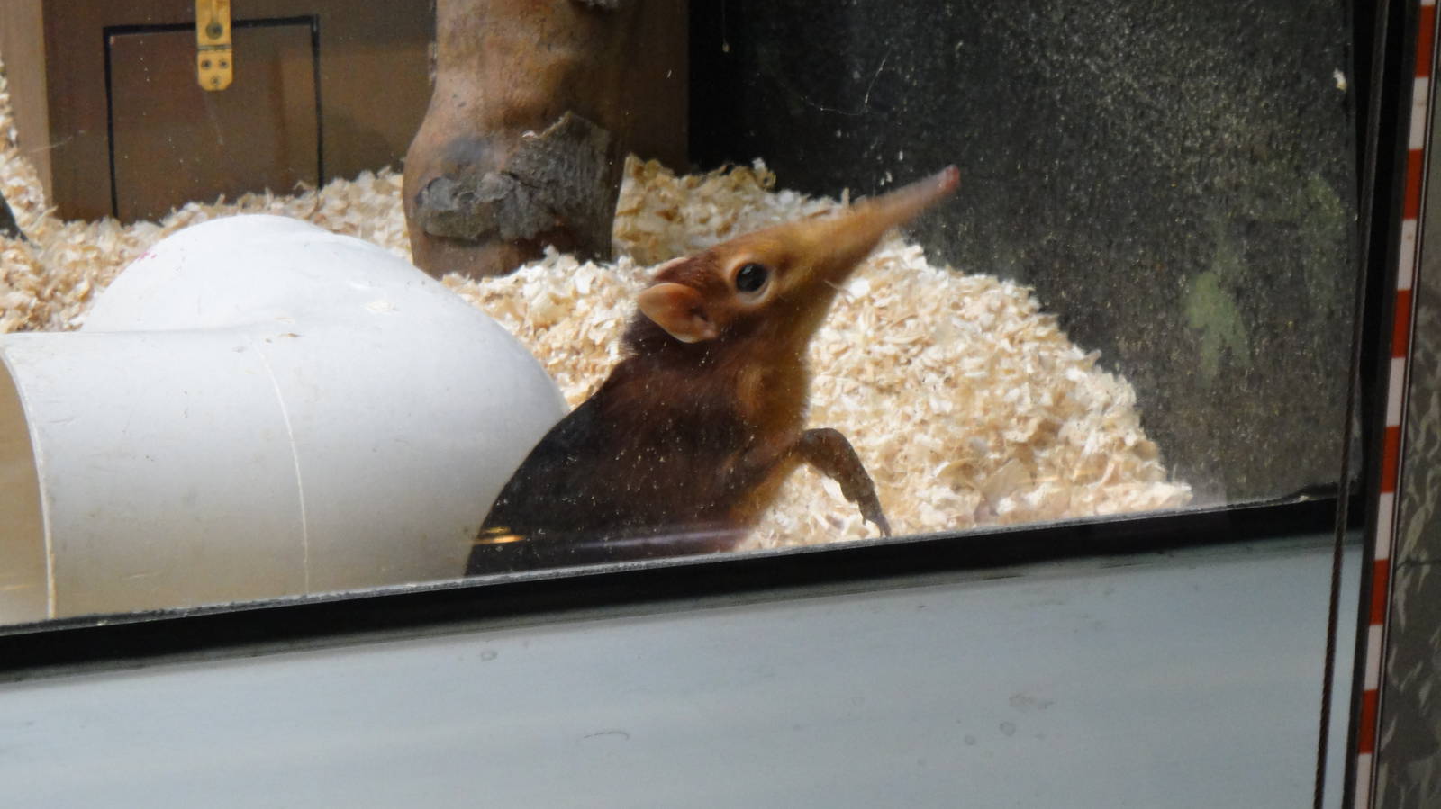 Blue and rufous giant elephant shrew at Philadelphia zoo 2015-03-08