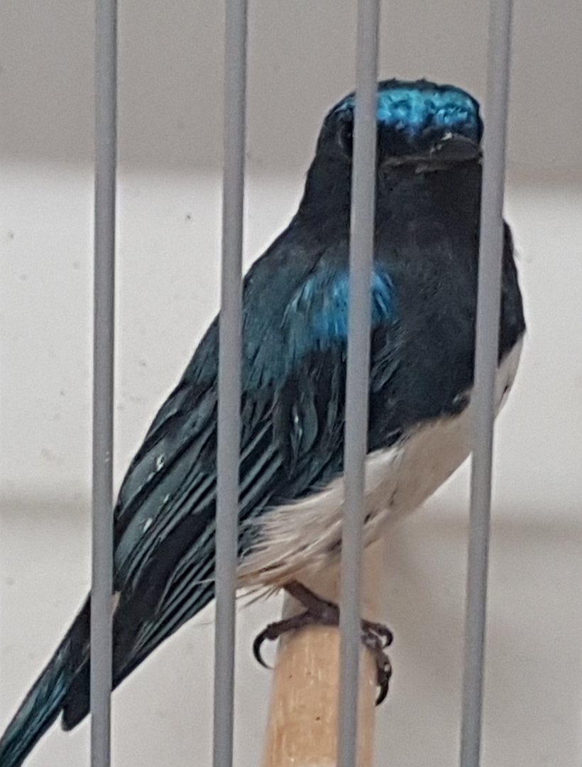 Blue and white flycatcher - Cyanoptila cyanomelana