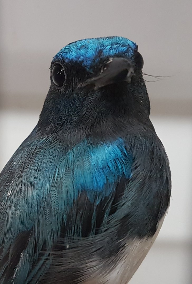 Blue and white flycatcher - Cyanoptila cyanomelana