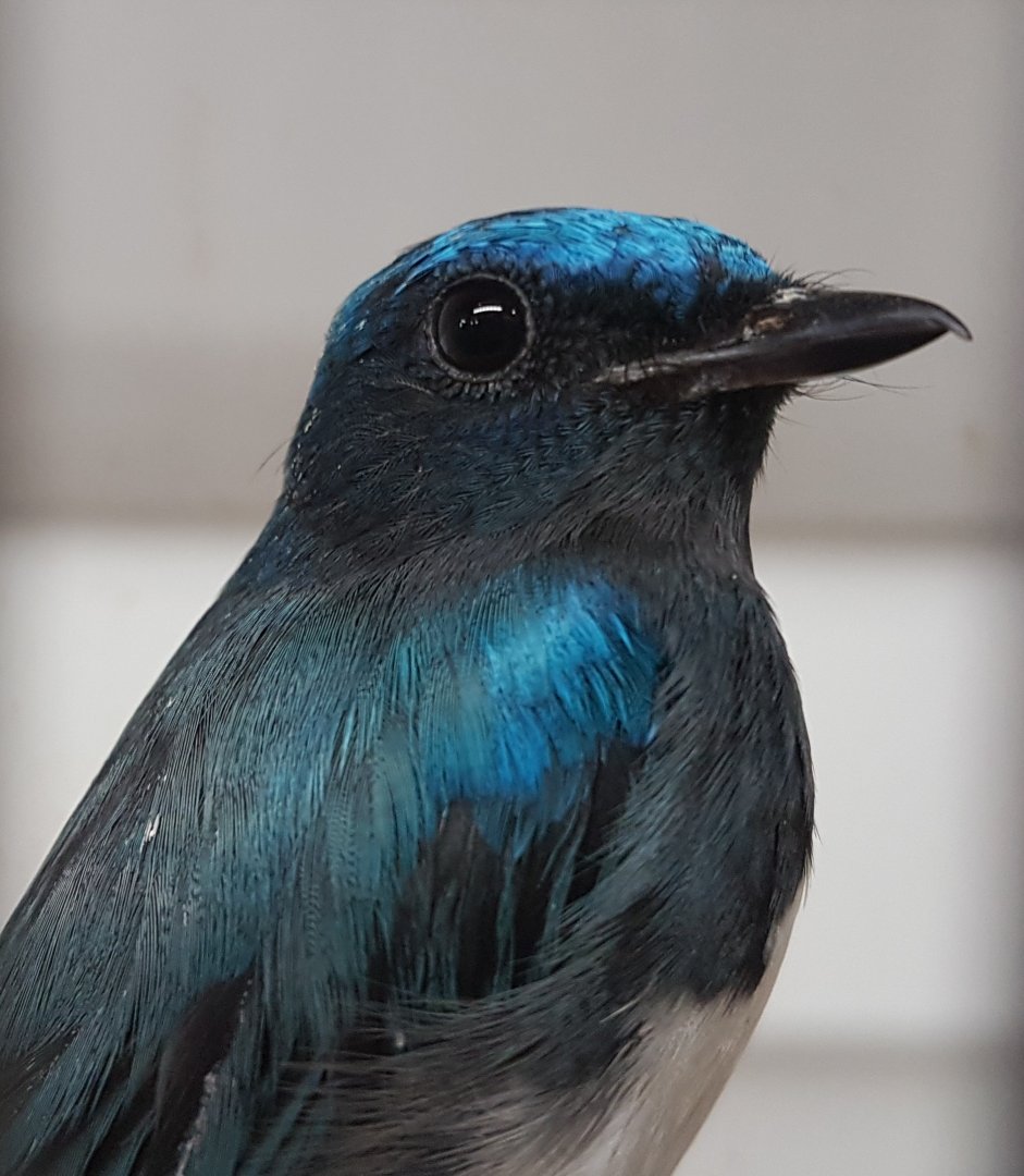 Blue and white flycatcher - Cyanoptila cyanomelana