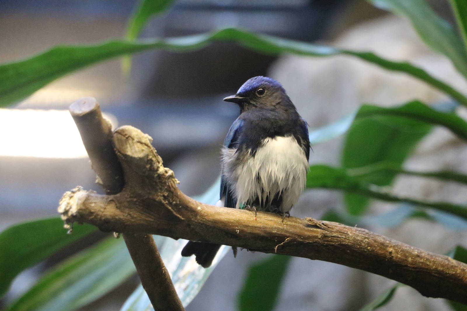 Blue-and-white flycatcher, February 2016
