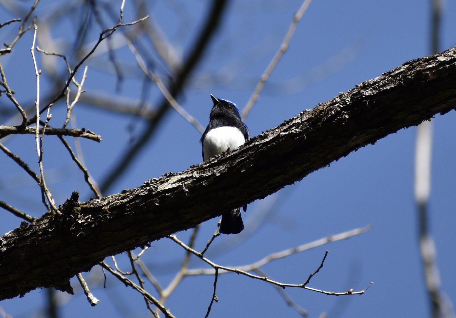 Blue and White Flycatcher ~ Karuizawa