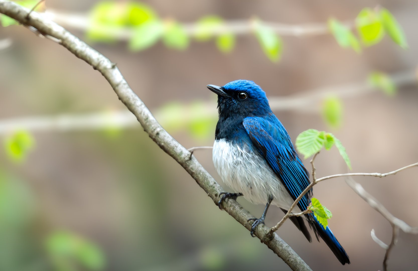 Blue and White Flycatcher ~ Karuizawa