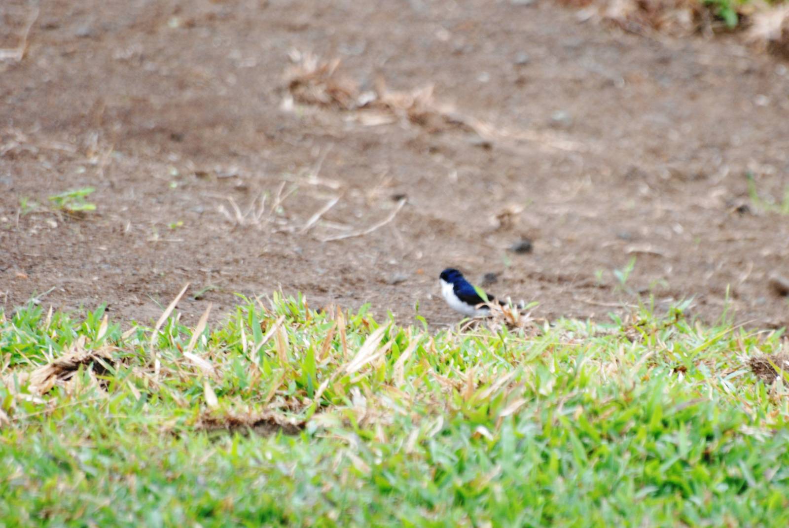 Blue-and-White Swallow in La Fortuna, 18/04/14