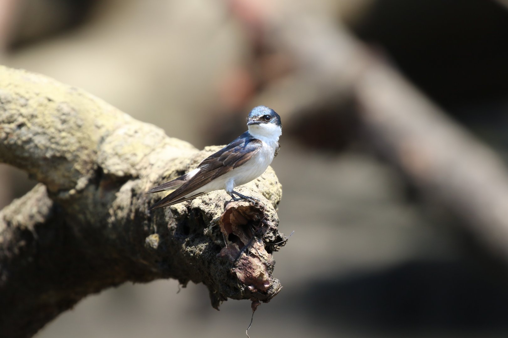 Blue-and-white Swallow