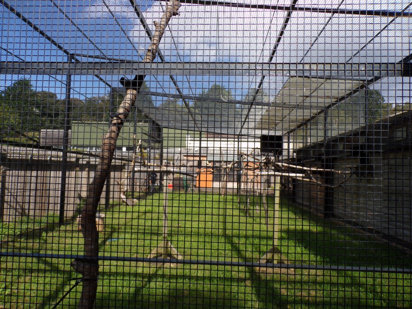 Blue-and-yellow and red-fronted macaw off-show aviary 9.9.23