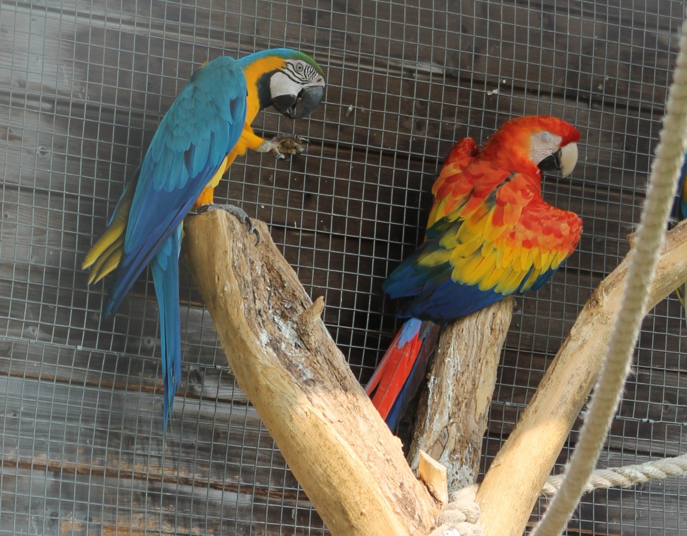 Blue-and-yellow and Scarlet macaws
