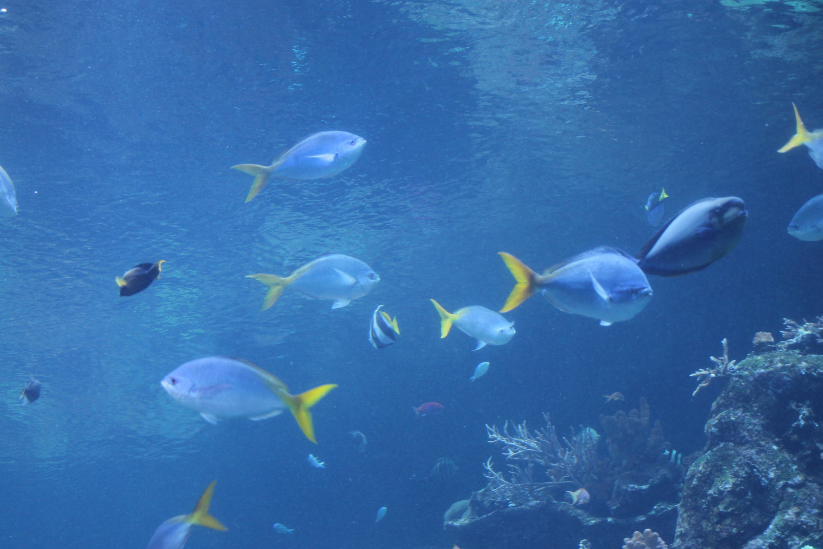 Blue-and-yellow fusilier (Caesio teres)