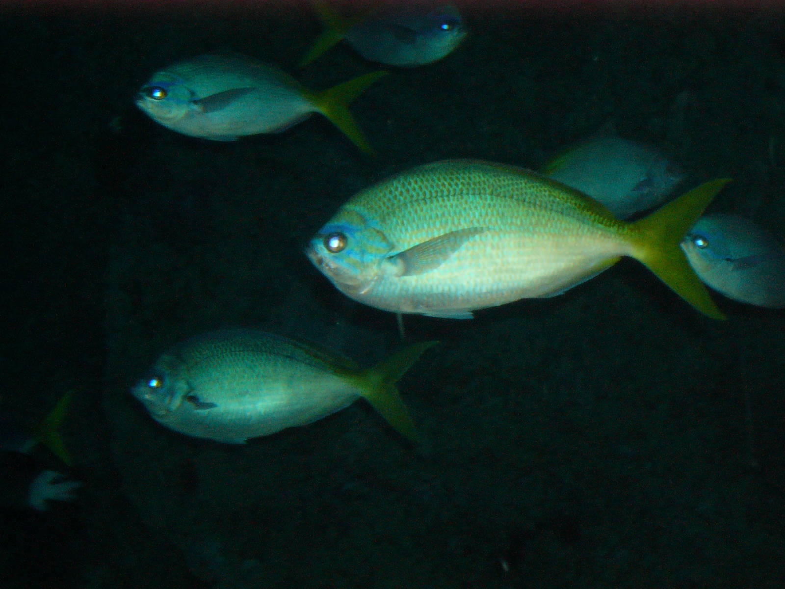 Blue-and-Yellow Fusiliers