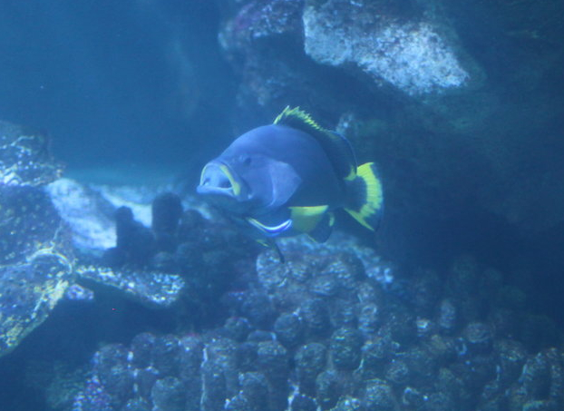 Blue and yellow grouper (Epinephelus flavocaeruleus) and the ubiquitous Labroides dimidiatus cleaner wrasse