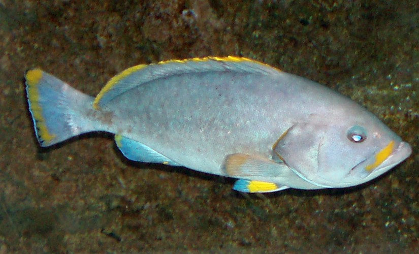 Blue and Yellow Grouper (Epinephelus flavocaeruleus)