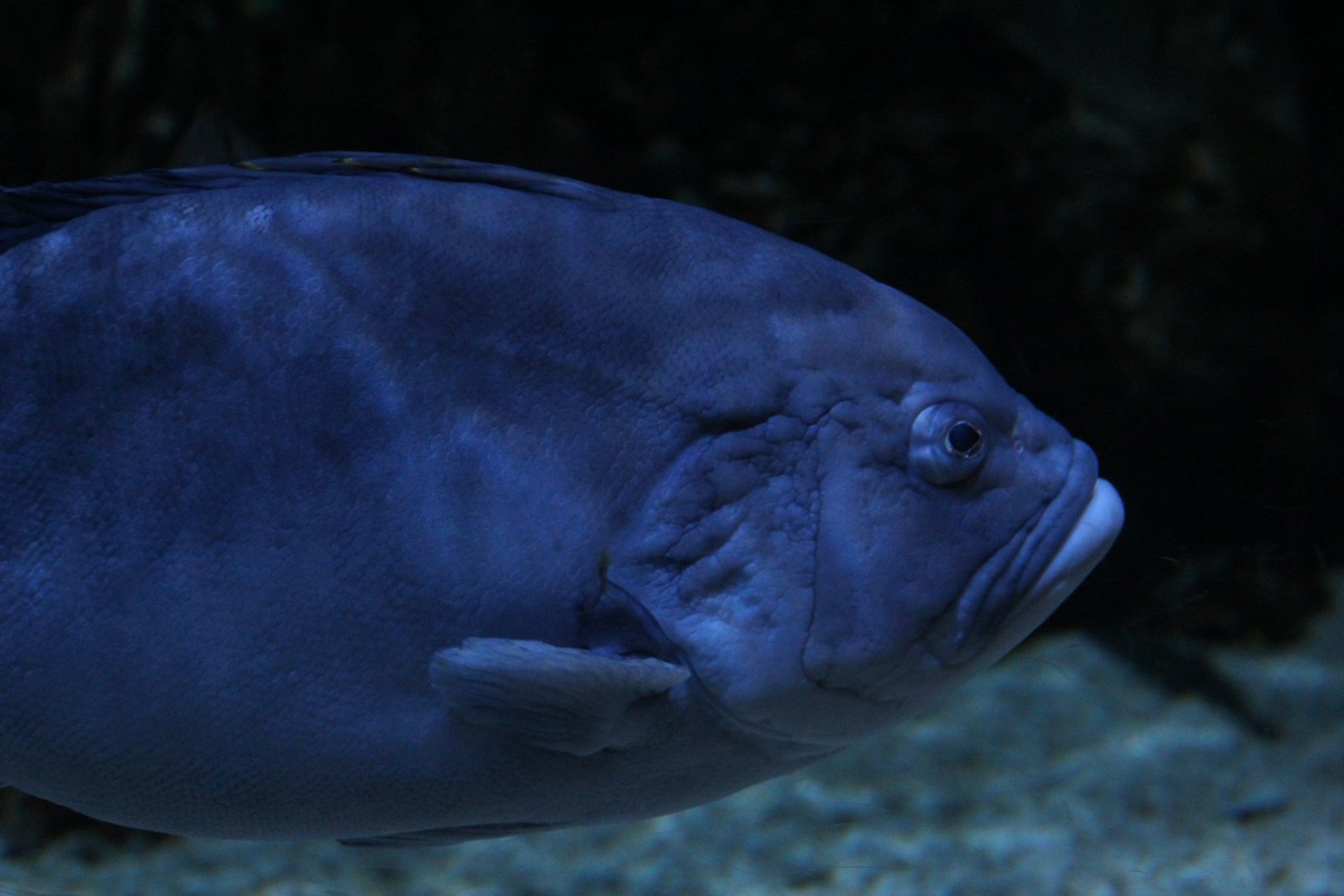 Blue-and-Yellow Grouper