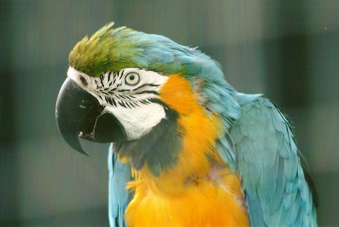 Blue and Yellow Macaw 10th September 2012