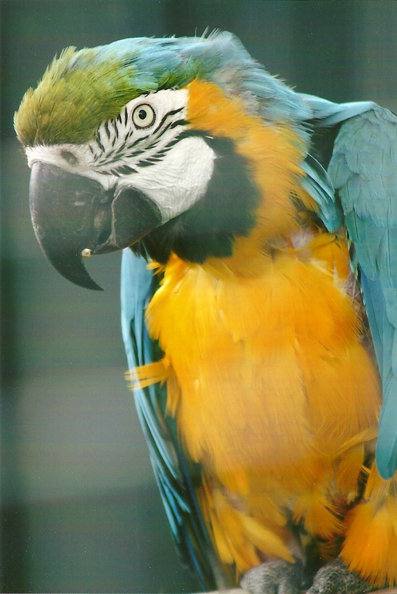 Blue and Yellow Macaw 10th September 2012