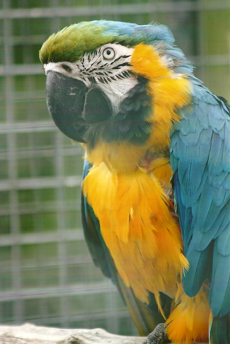 Blue and Yellow Macaw 10th September 2012