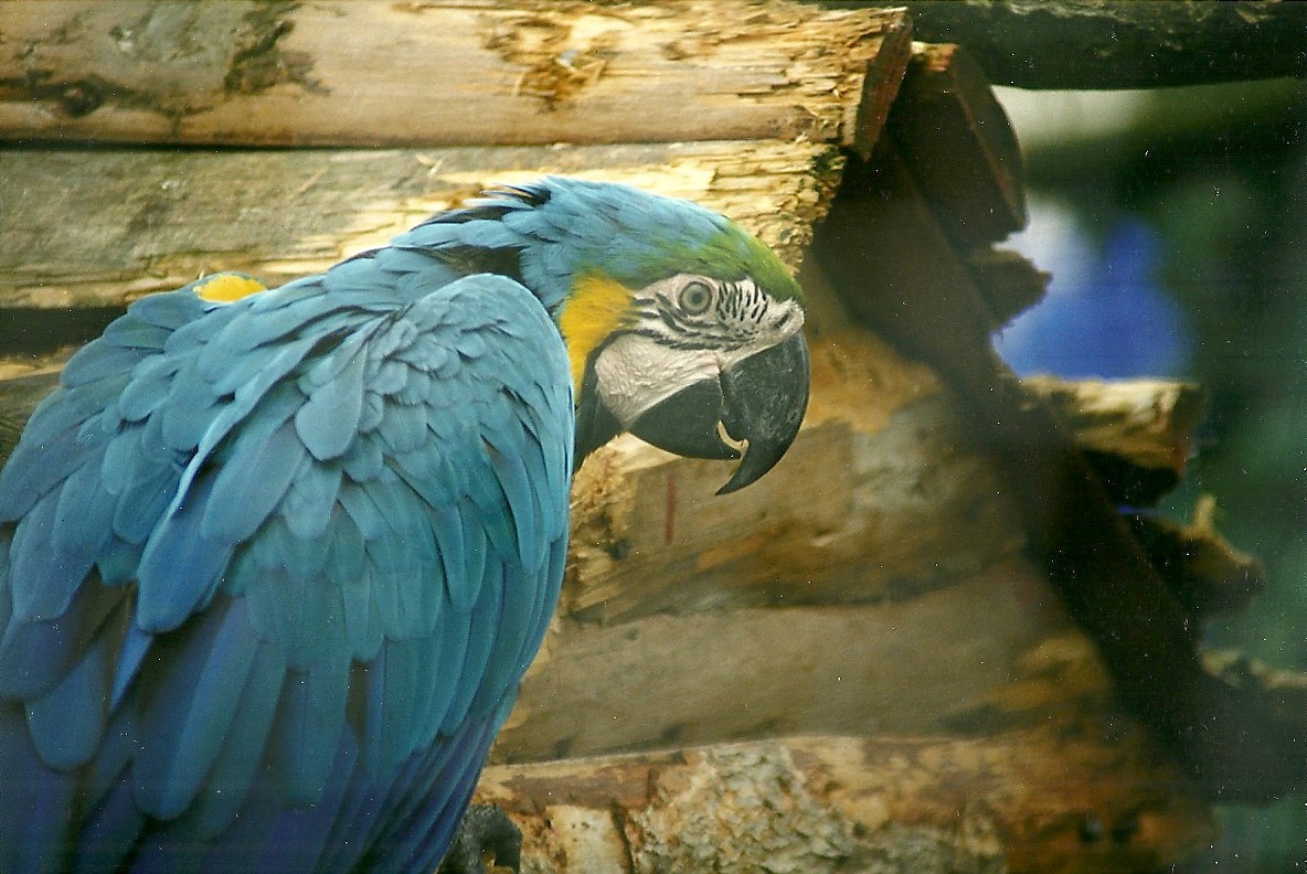 Blue and Yellow Macaw 14th August 1999