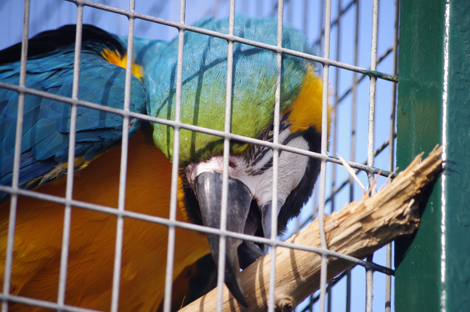 Blue and Yellow Macaw- 19/2/2024