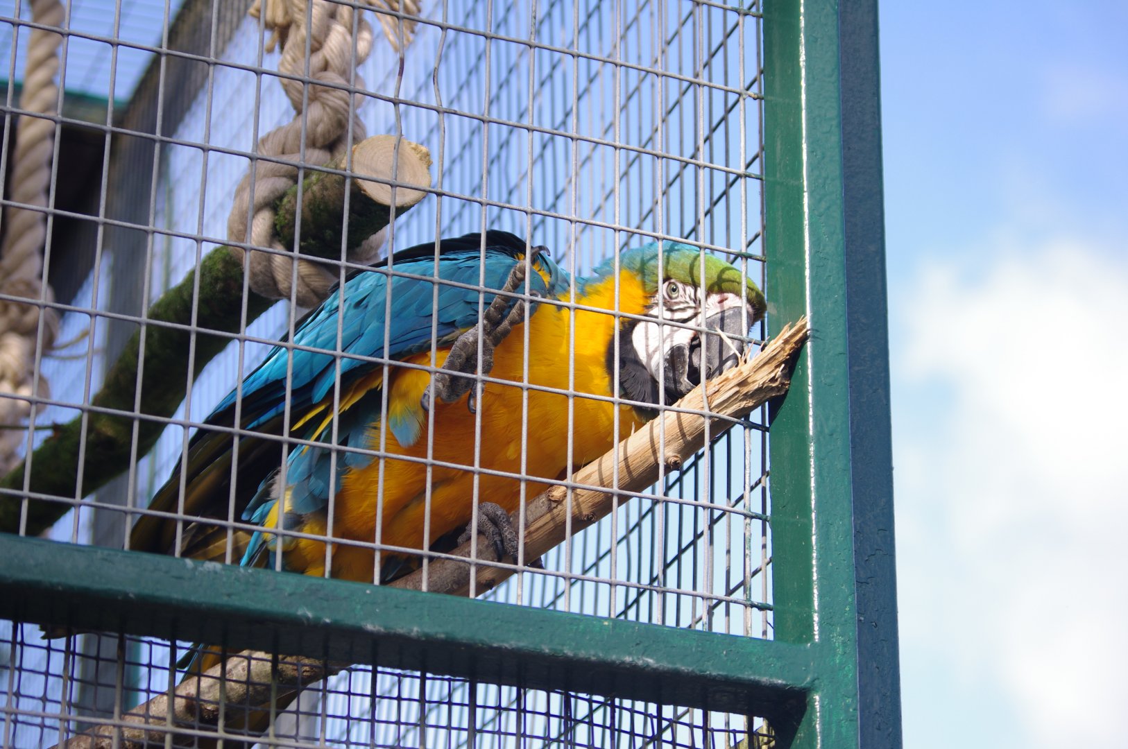 Blue and Yellow Macaw- 19/2/2024