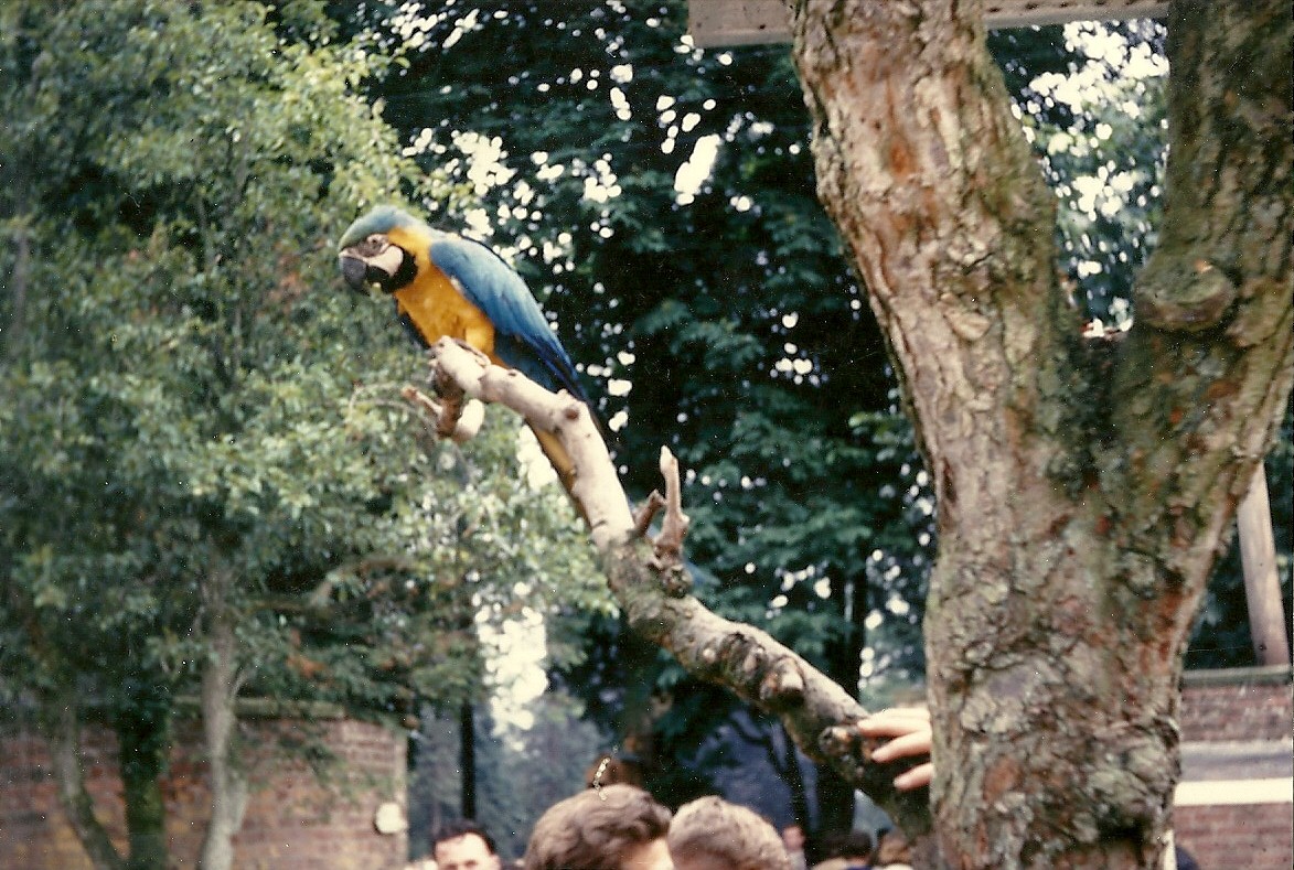Blue and Yellow Macaw 1963