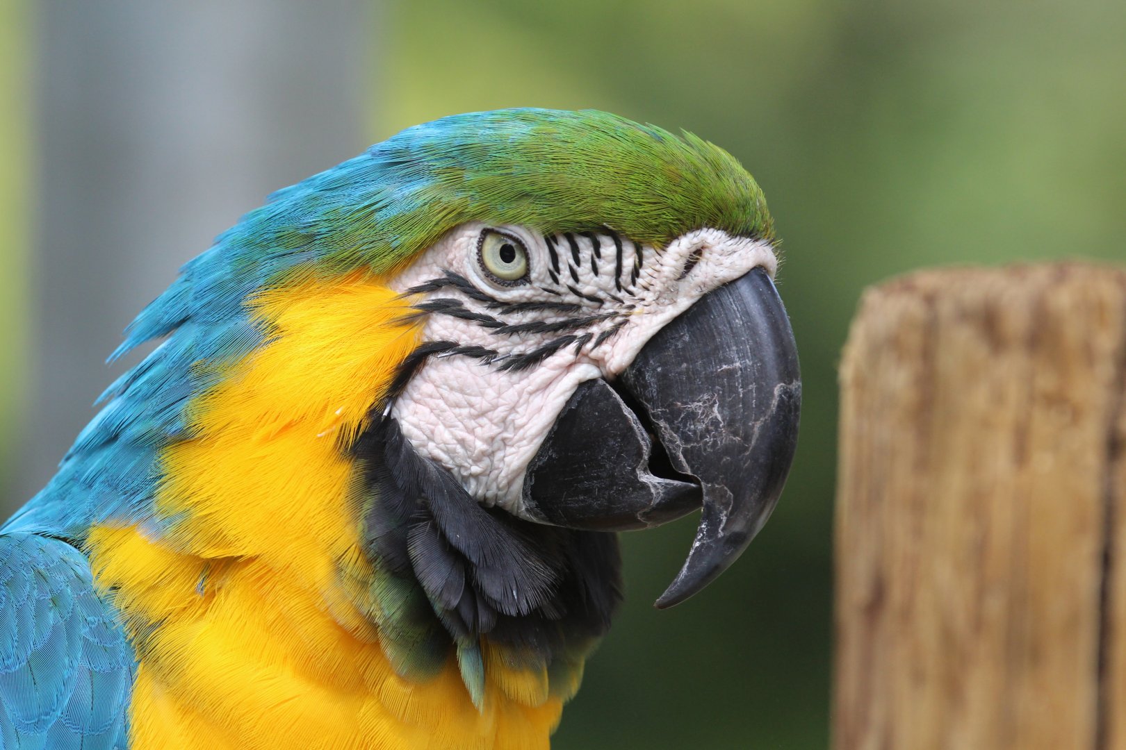 Blue-and-Yellow Macaw (2016)