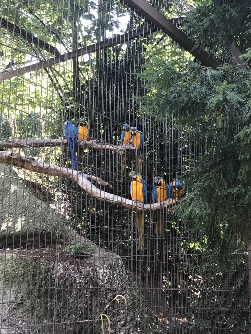 Blue and yellow macaw (2019)
