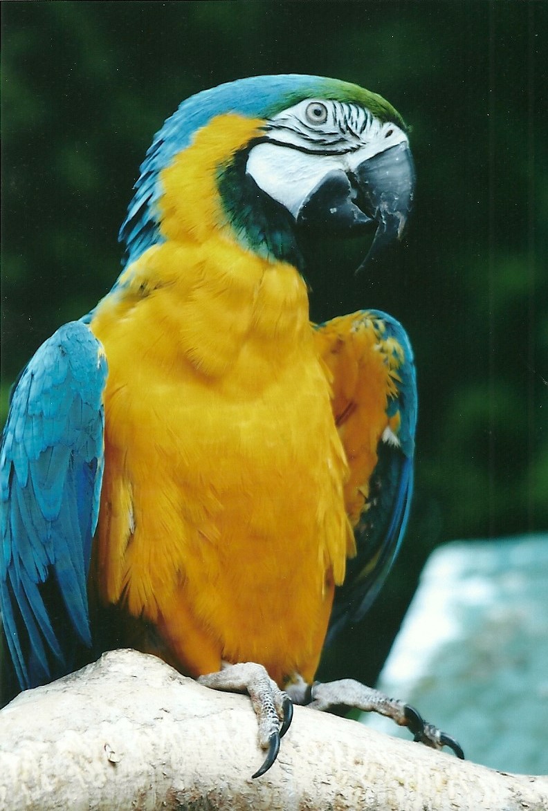 Blue and Yellow Macaw 20th May 2013