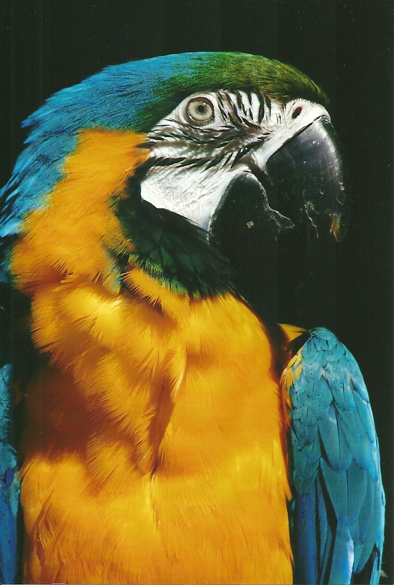 Blue and Yellow Macaw 21st May 2013