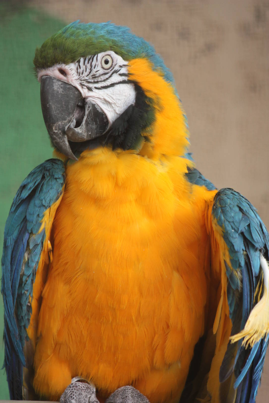 Blue and Yellow Macaw, 23rd September 2014