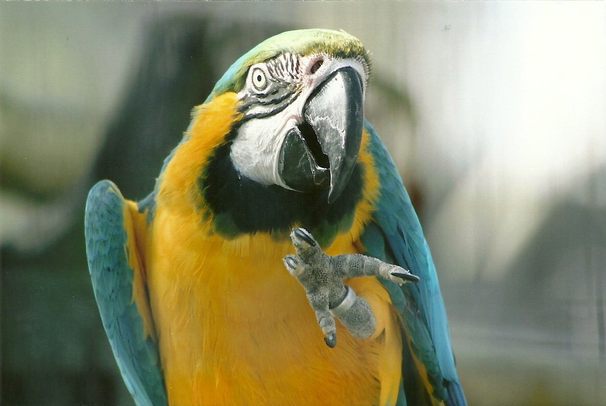 Blue and Yellow Macaw 30th March 2012