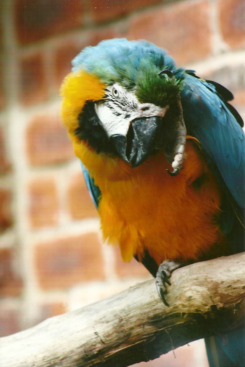 Blue and Yellow Macaw 3rd August 2012