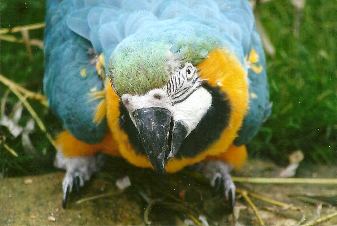 Blue and Yellow Macaw 3rd August 2012
