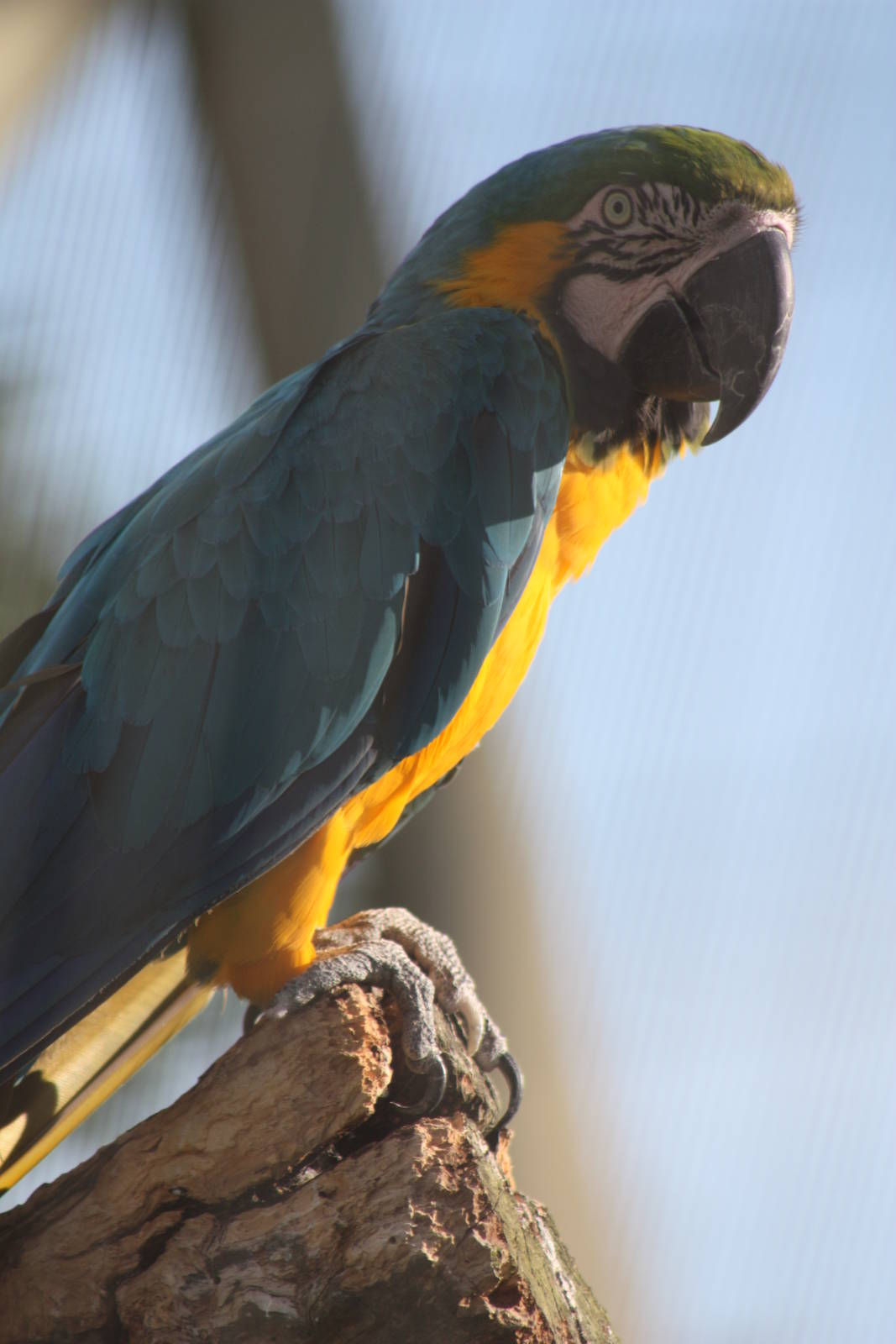 Blue and Yellow Macaw, 4th August 2014