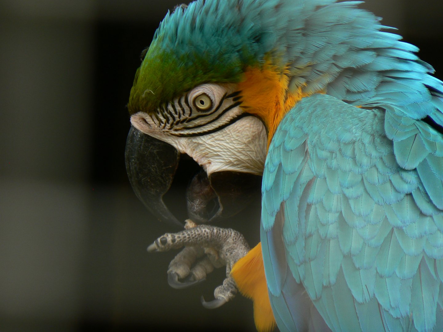 Blue-and-yellow Macaw - 8 August 2017