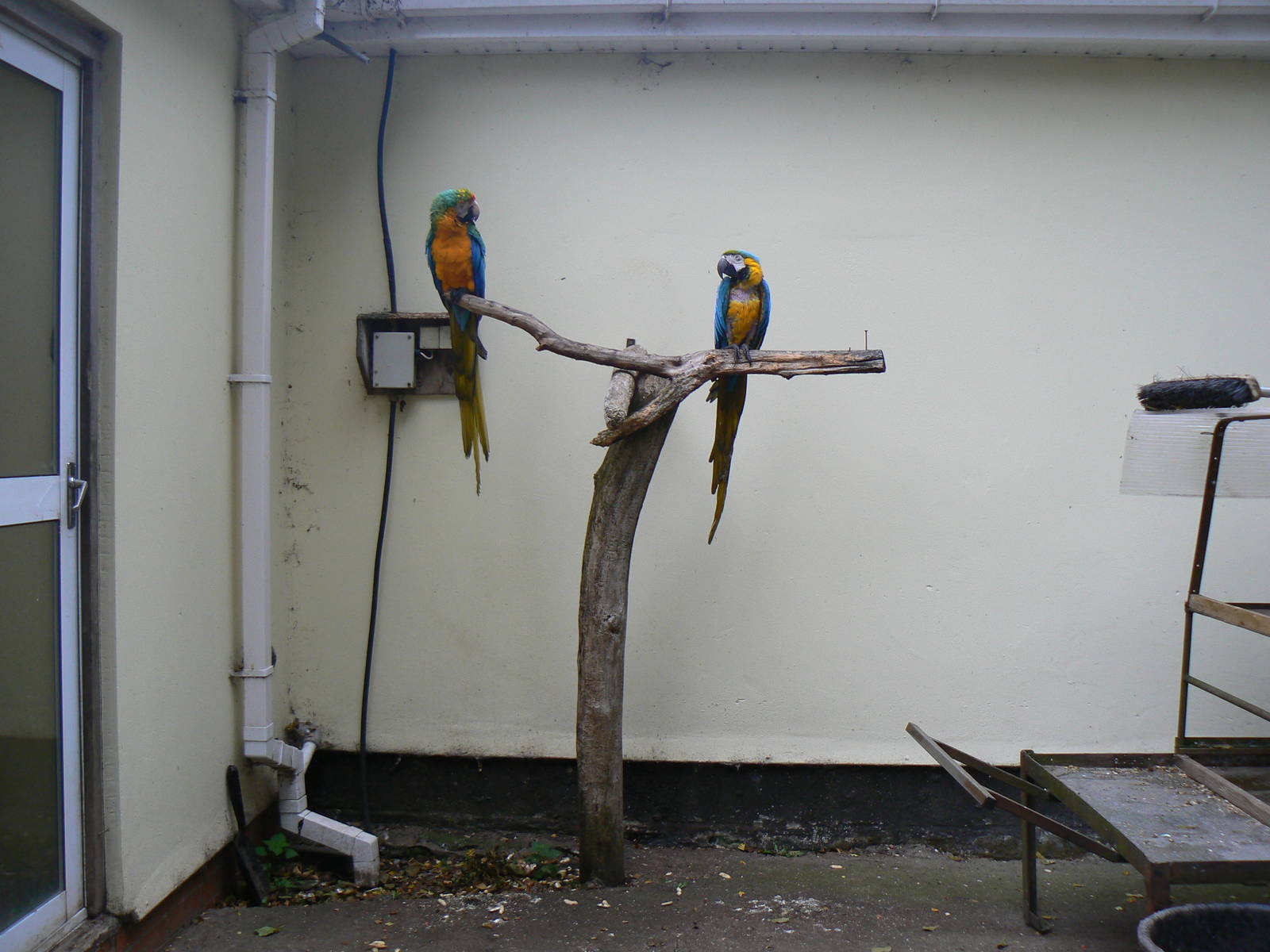 Blue-and-yellow Macaw And A Hybrid Macaw- 8 October 2015