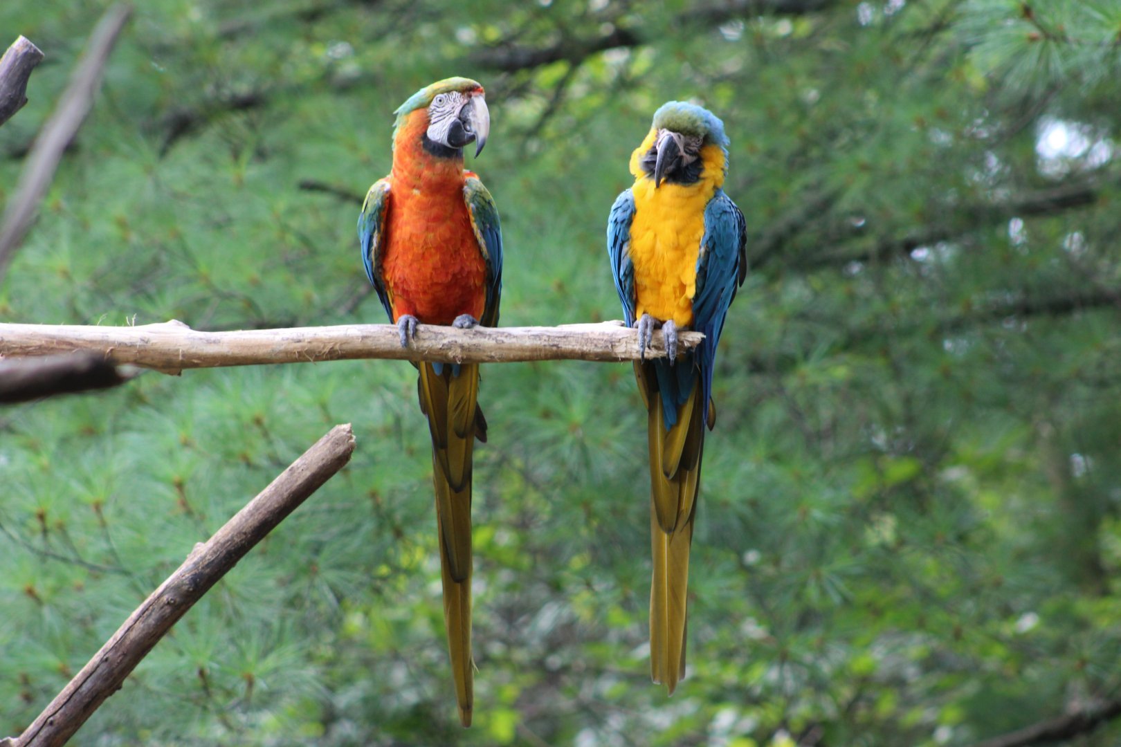 Blue-and-Yellow Macaw and Hybrid Macaw (Catalina?)