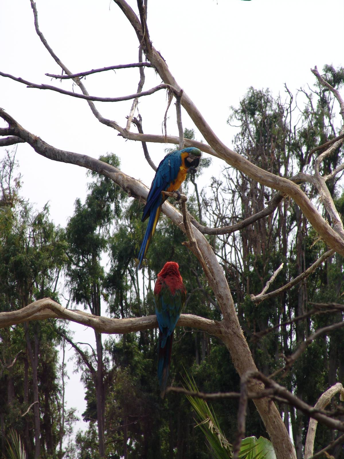 Blue-and-Yellow Macaw (Ara ararauna) and a Green-winged Macaw (Ara chloropt