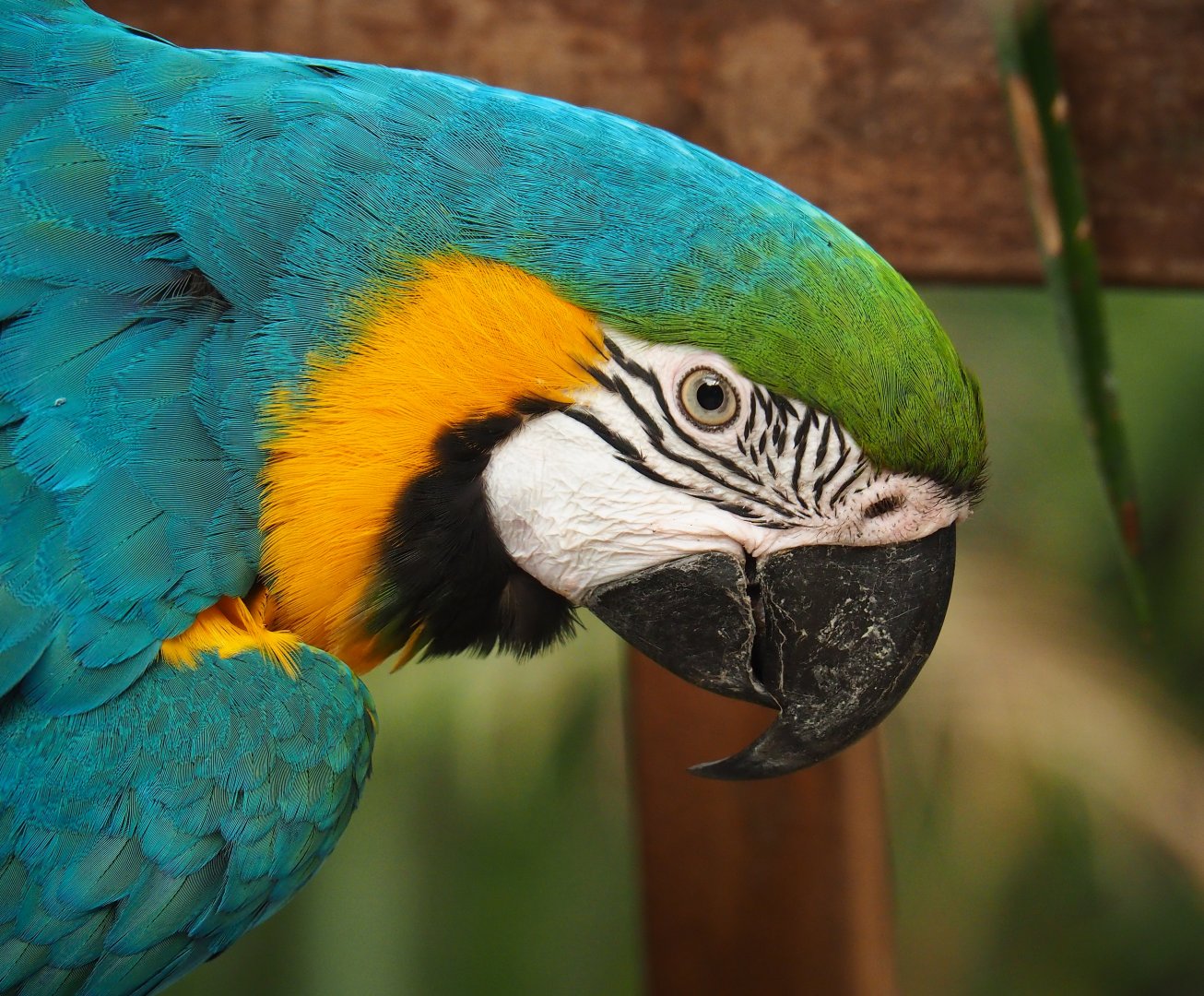 Blue-and-yellow macaw (Ara ararauna), Aug 28th, 2018