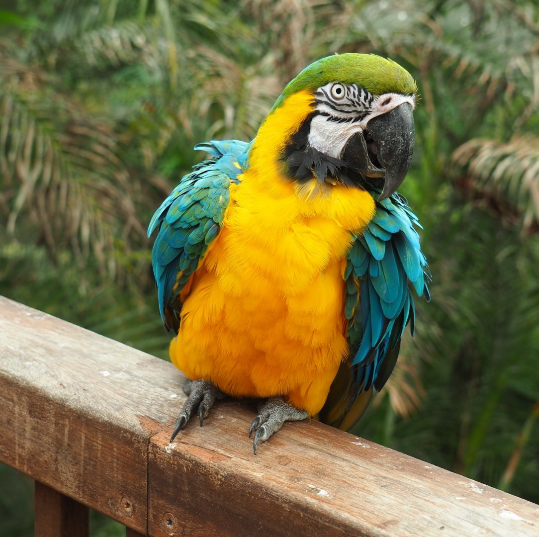 Blue-and-yellow macaw (Ara ararauna), Aug 28th, 2018