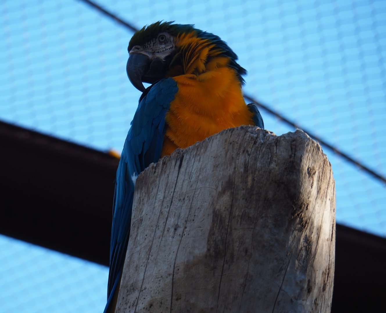 Blue-and-yellow macaw (Ara ararauna), Oct 13th, 2018