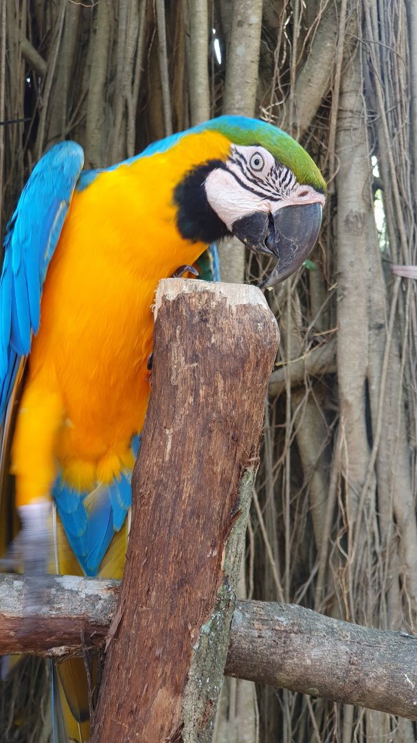 Blue and Yellow Macaw (Ara ararauna) - Solo Safari