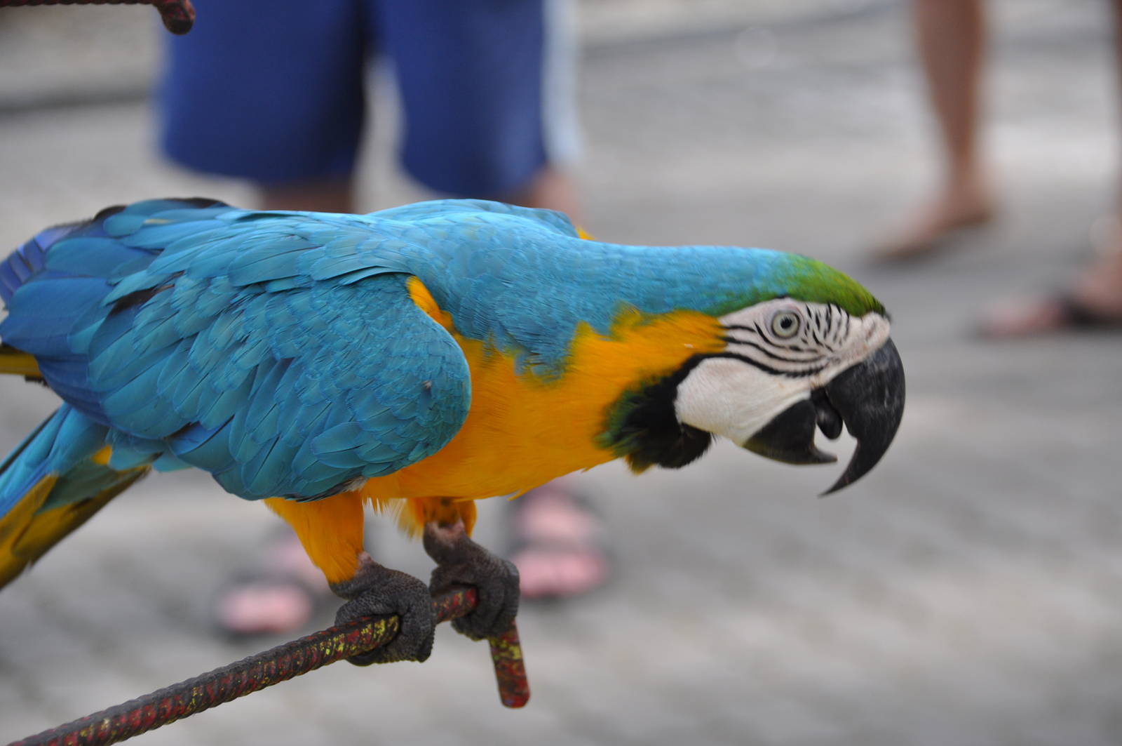 Blue-and-yellow macaw/ Ara ararauna