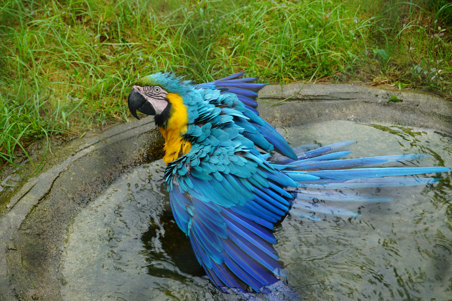 Blue-and-yellow macaw (Ara ararauna)