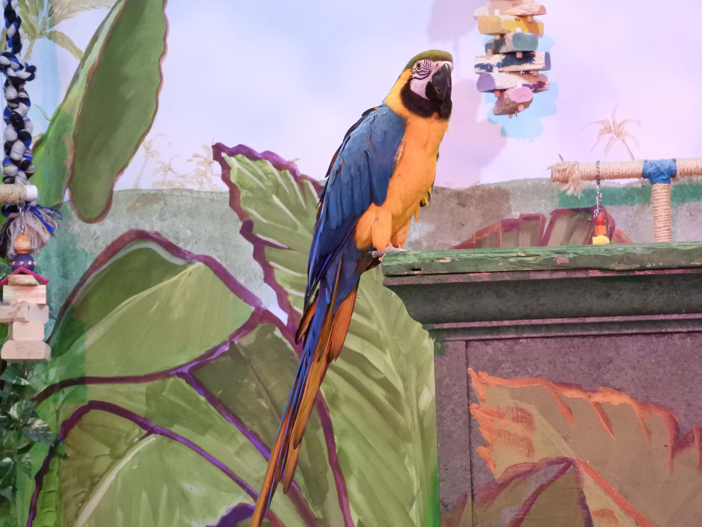 Blue-And-Yellow Macaw (Ara ararauna)