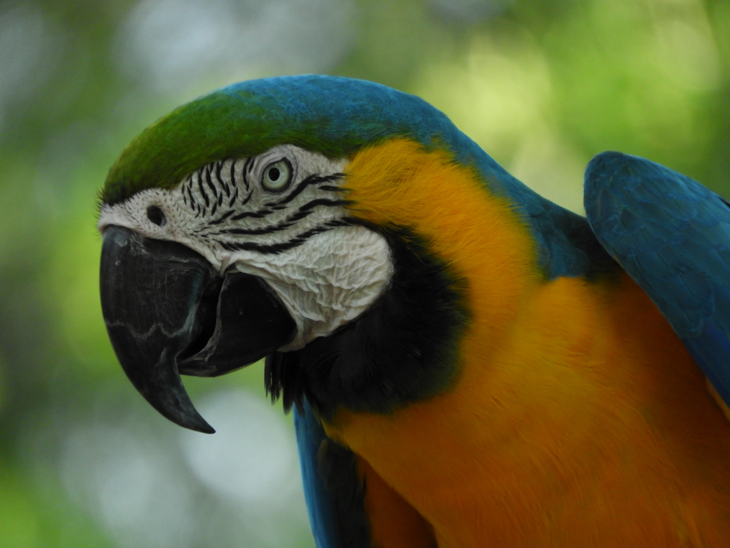 Blue-And-Yellow Macaw (Ara ararauna)