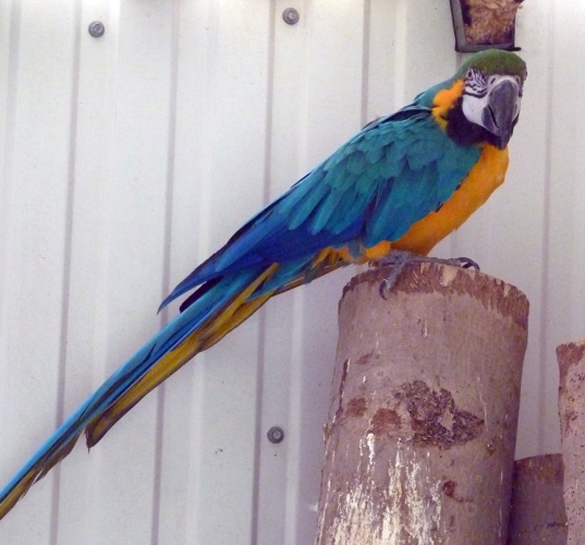 Blue and yellow macaw (Ara ararauna)
