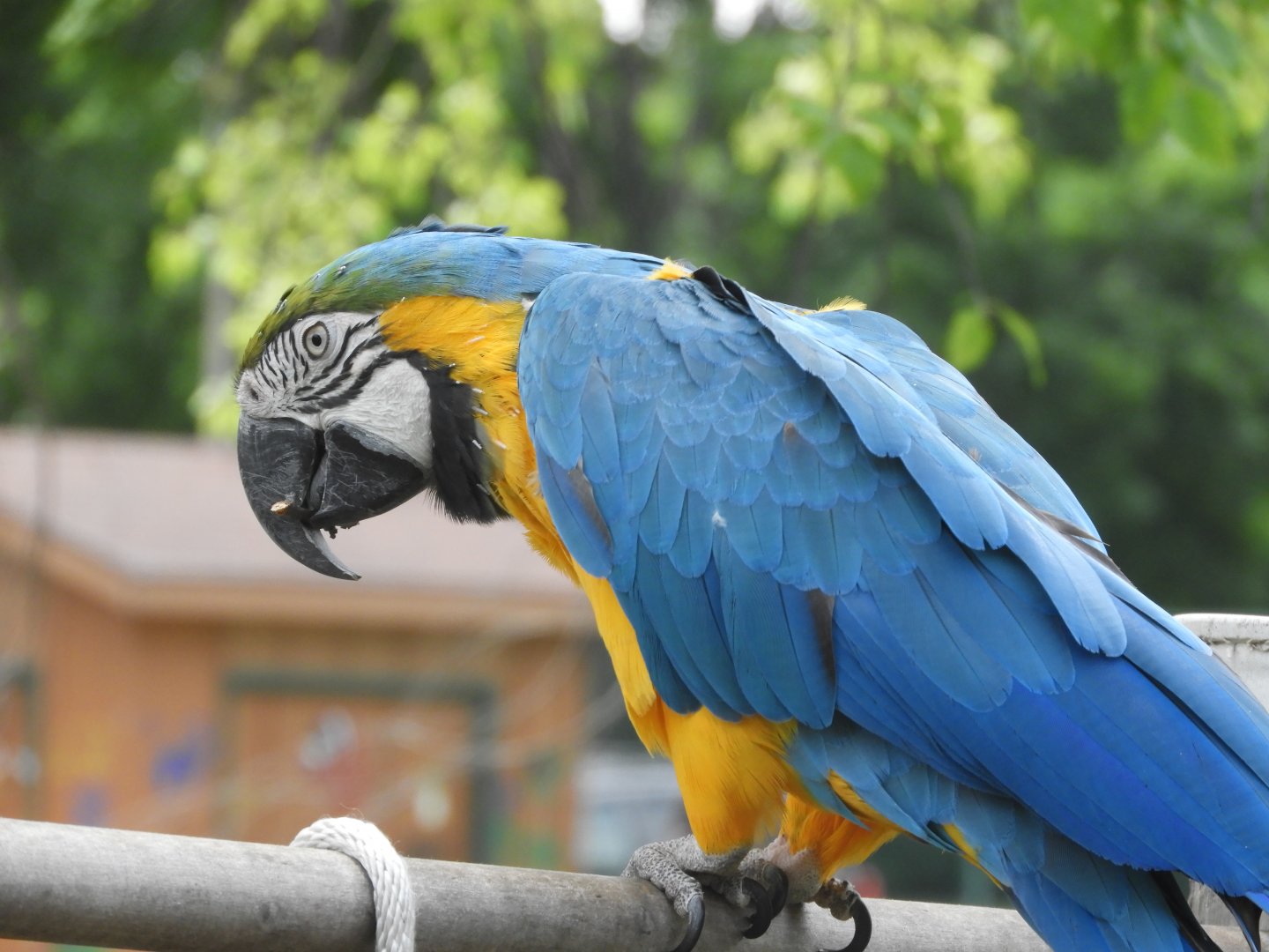 Blue-and-yellow Macaw (Ara ararauna)