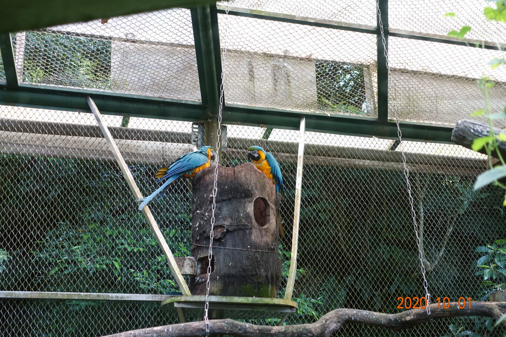 Blue-and-yellow Macaw (Ara ararauna)
