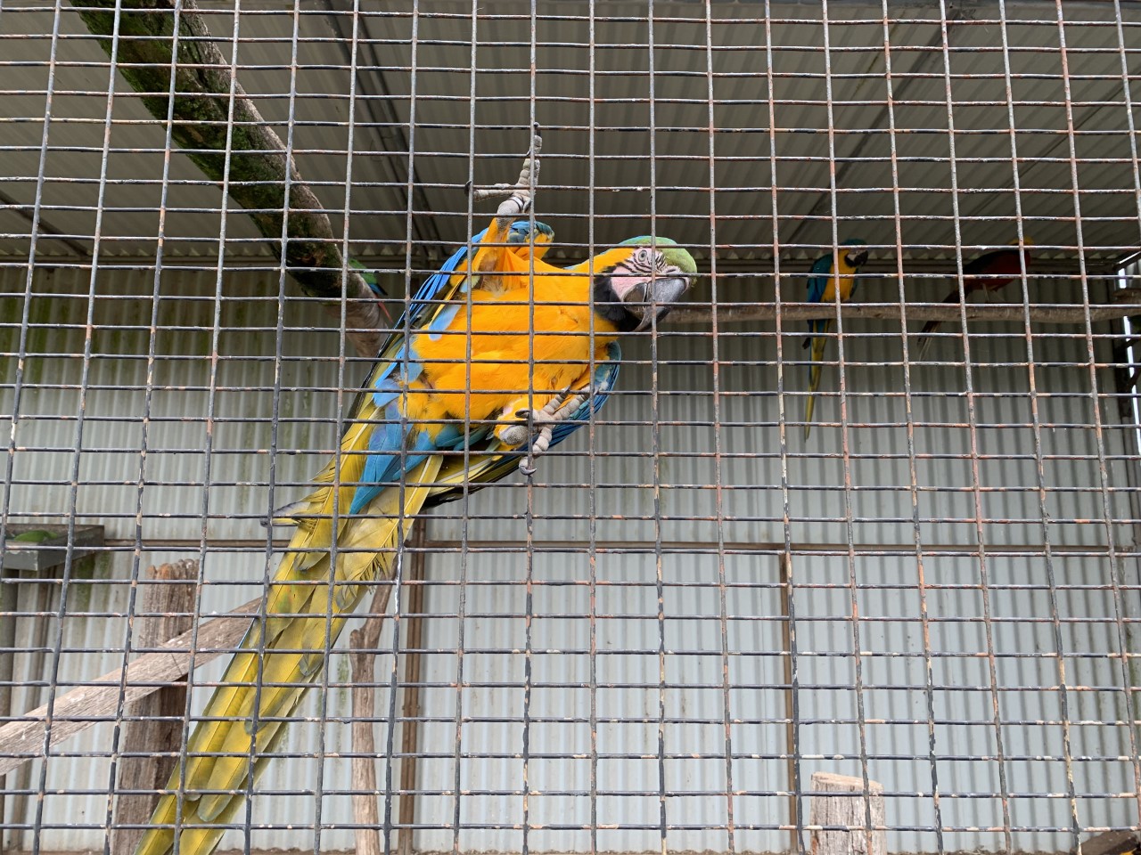 Blue-and-yellow Macaw (Ara ararauna)