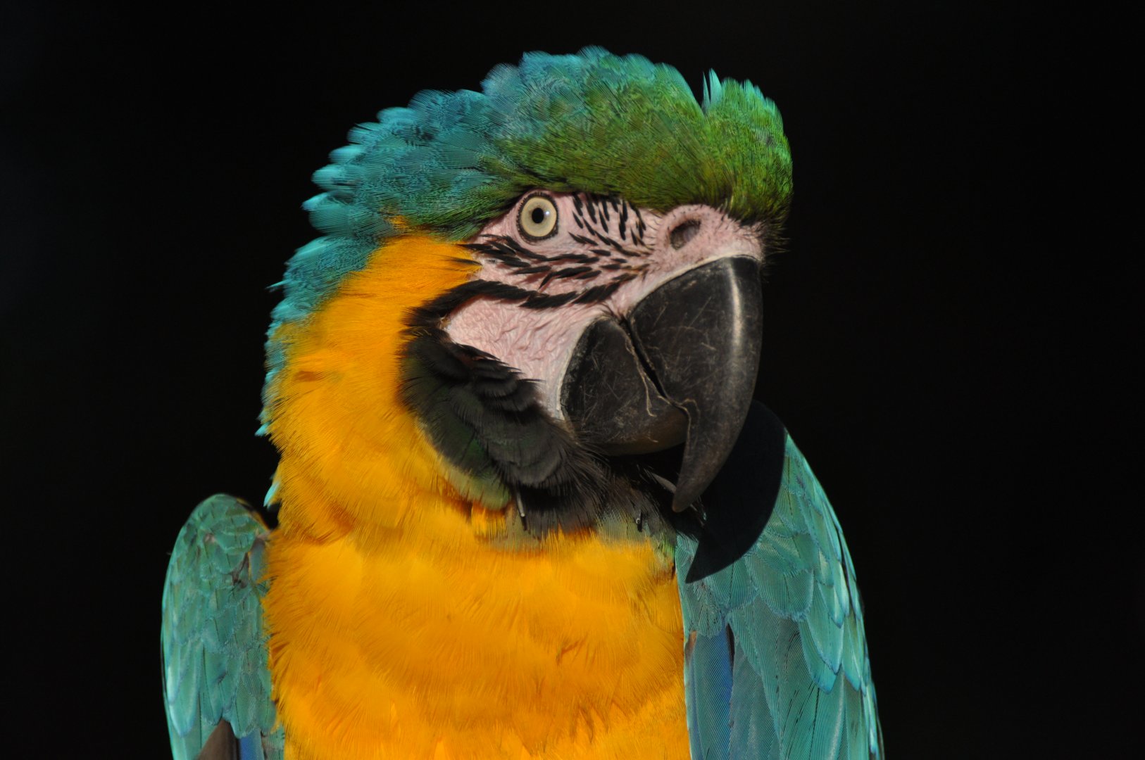 Blue-and-yellow macaw (Ara ararauna)